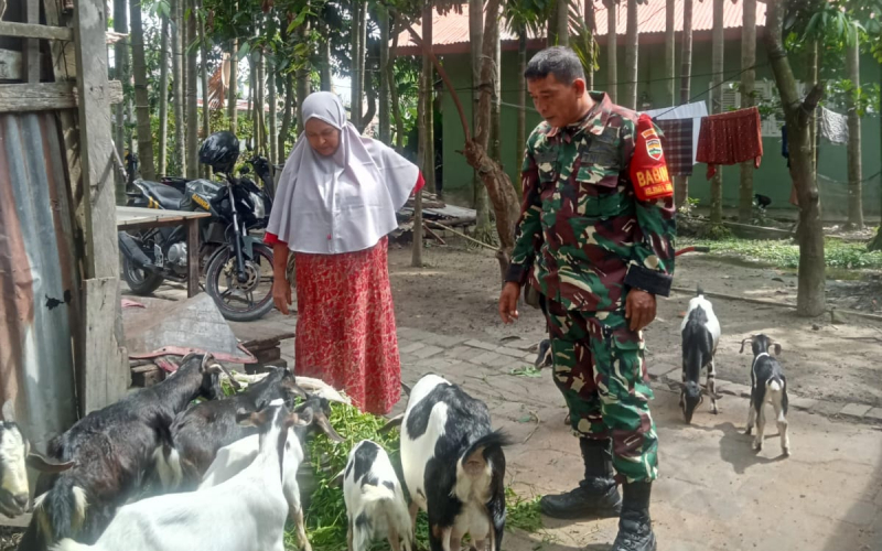 Babinsa Koramil 03 Sungai Sembilan Dampingi Peternak Cegah Wabah PMK