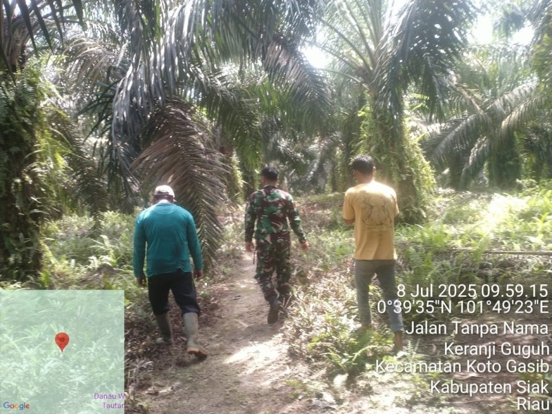 Babinsa Koramil 04/Perawang Laksanakan Patroli Karhutla di Koto Gasib, Tidak Ditemukan Titik Api