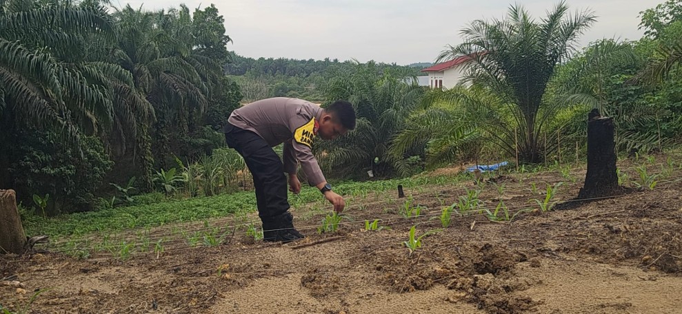 Bhabinkamtibmas Polsek Minas Pastikan Pertumbuhan Jagung Pipil di Minas Barat Berjalan Optimal