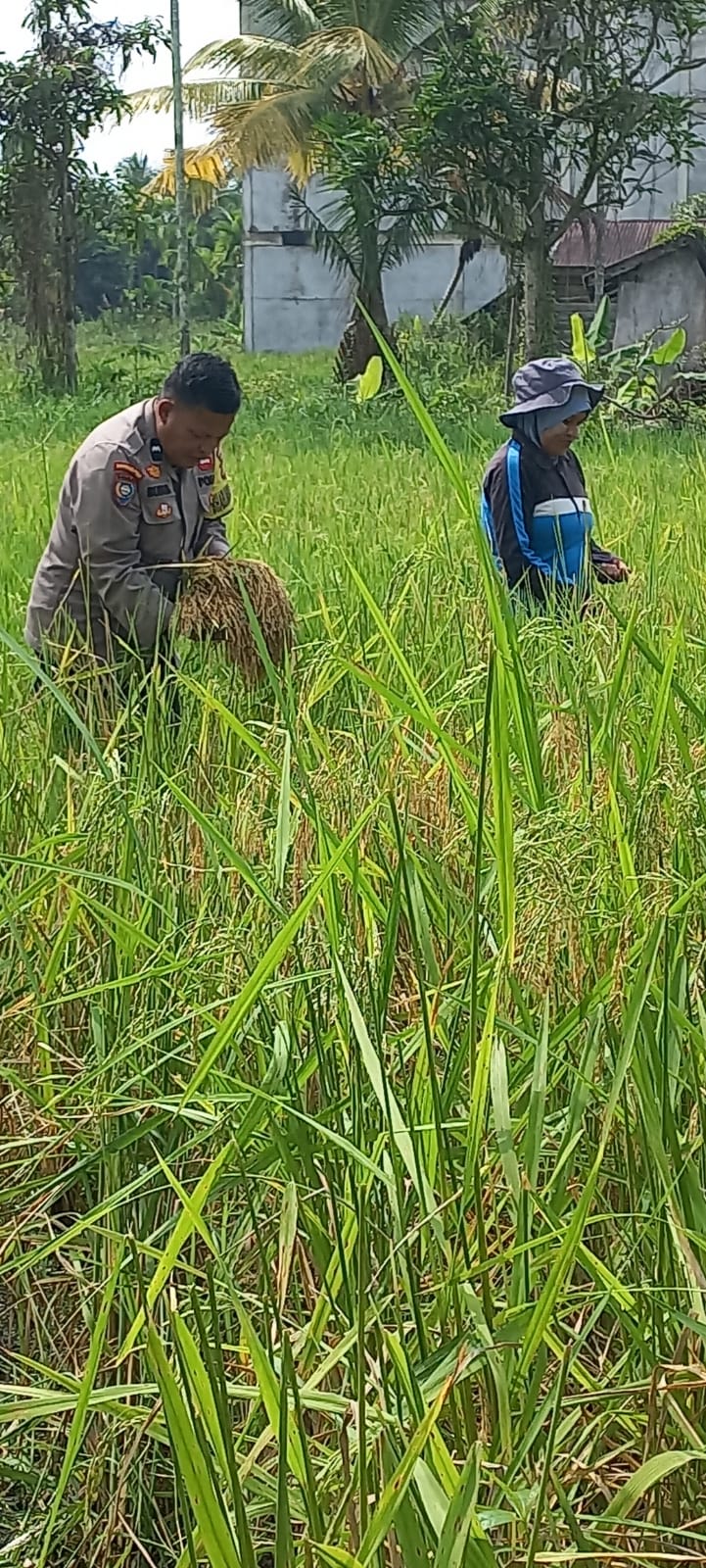 Dukung Swasembada Pangan, Petani Sungai Undan Panen Padi