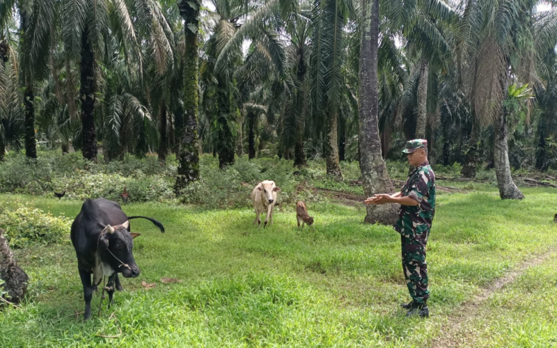 TNI Peduli Kesehatan Ternak, Koramil 03 Lakukan Pendampingan Peternak Kambing