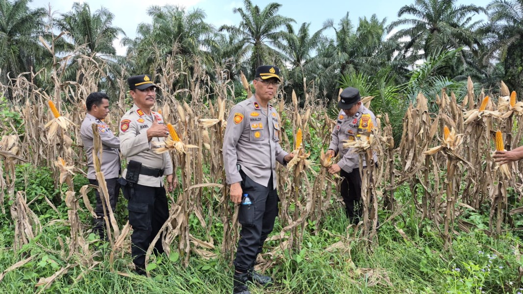 Polsek Pangkalan Kuras Matangkan Persiapan Panen Raya Jagung Pipil Kuartal III perkuat Ketahanan Pangan