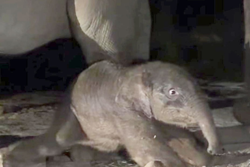 Anak Gajah Sumatera Lahir Sehat di Taman Nasional Tesso Nilo