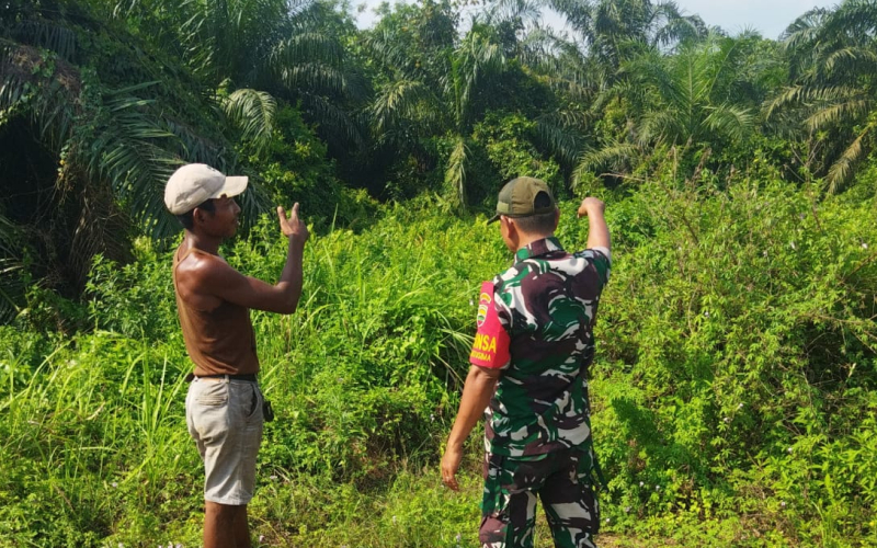 Babinsa Koramil 01 Giat Pendampingan Karya Nyata Jeruk Nipis