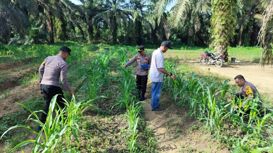 Dukung Swasembada Pangan, Polsek Pujud Lakukan Perawatan Lahan Jagung Program Ketahanan Pangan