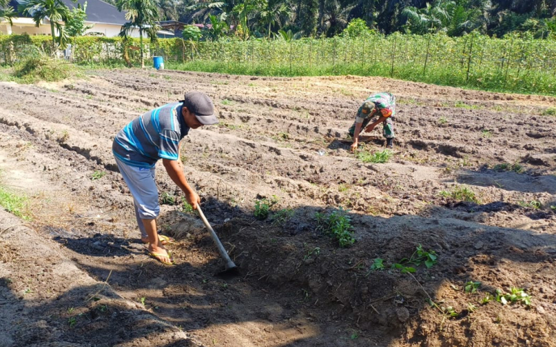 Koramil 02 Bukit Kapur Dukung Program Swasembada Pangan