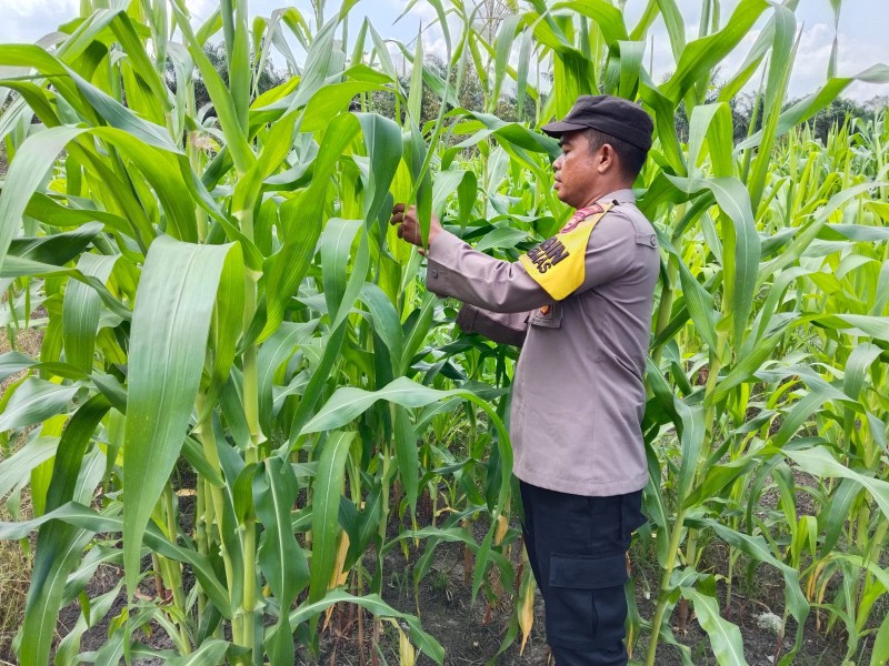 Polsek Koto Gasib Intensifkan Monitoring Jagung Pipil, Dukung Ketahanan Pangan di Tengah Musim Kemarau