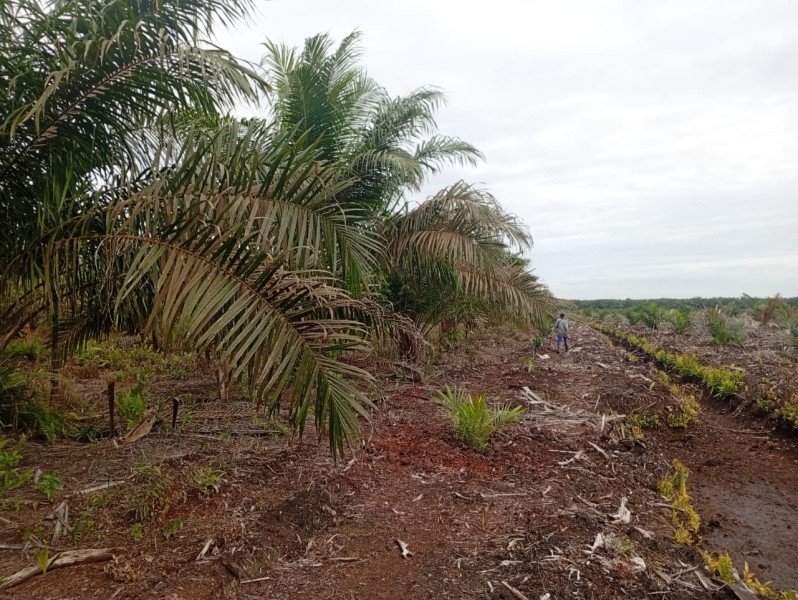 Warga Malaysia Akui Kepemilikan Lahan di Kuala Sebatu Inhil