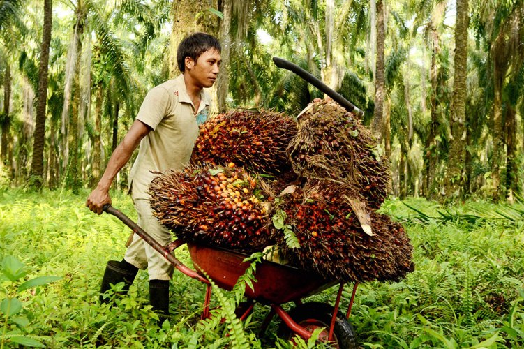 Harga TBS Mitra Swadaya Riau Naik Jadi Rp3.657/Kg