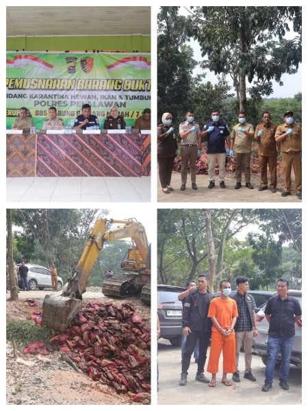Polres Pelalawan Musnahkan 7,5 Ton Bawang Ilegal, Tegaskan Komitmen Lindungi Komoditas Pertanian