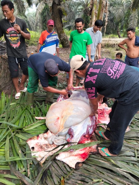 Wujud Kebersamaan, PT. Agrinas Palma Nusantara KSO PT. Tiga Raja Mas Laksanakan Qurban 2 Ekor Sapi