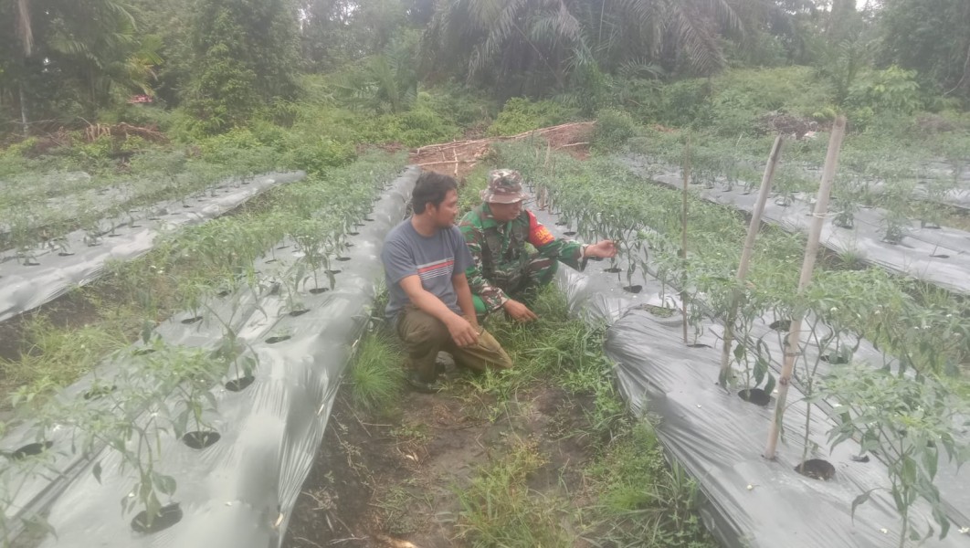 Babinsa Teluk Makmur Dampingi Warga Kembangkan Tanaman Cabai Merah