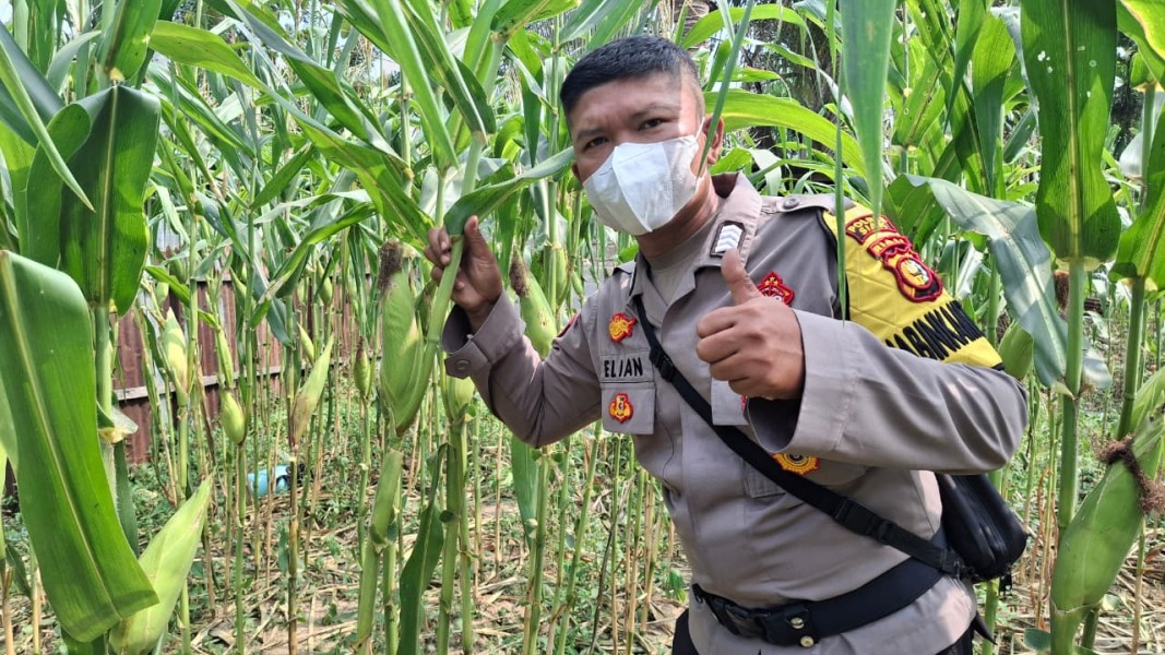 Pantau Ketahanan Pangan, Polsek Minas Cek Perkembangan Jagung 65 Hari di Minas Jaya