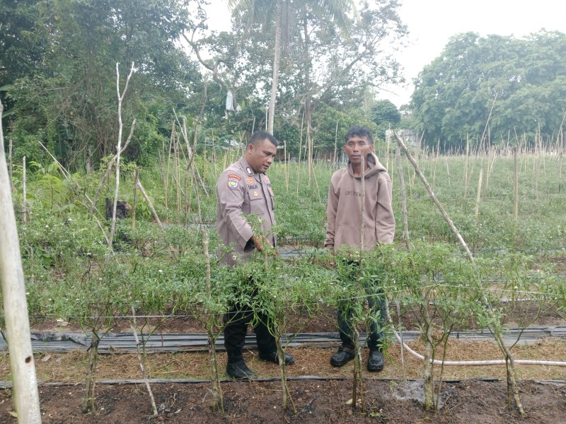 POLSEK TEBING TINGGI BARAT LANJUTKAN PEMBINAAN PETANI CABE DESA MEKONG