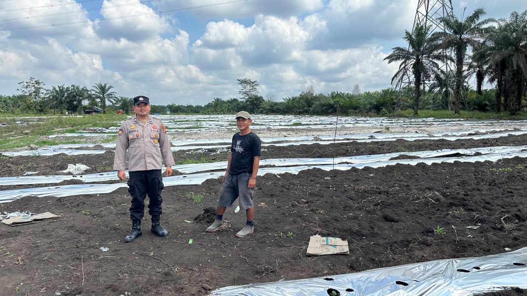 Polsek Koto Gasib Monitoring Lahan Jagung Poktan Mekar Sari untuk Dukung Ketahanan Pangan