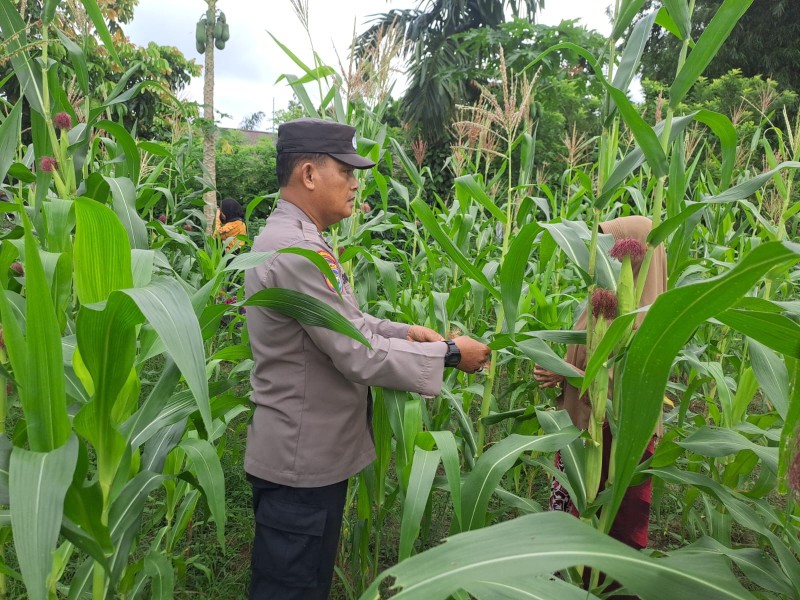 Polsek Bangkinang Barat Sambangi Petani Pemelihara Pertumbuhan Jagung Desa Pulau Jambu