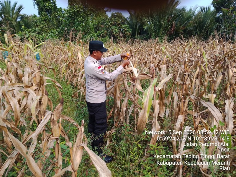 POLSEK TEBING TINGGI BARAT PANEN JAGUNG PIPIL MILIK KELOMPOK TANI TUNAS HARAPAN MAJU DESA GOGOK DARUSSALAM