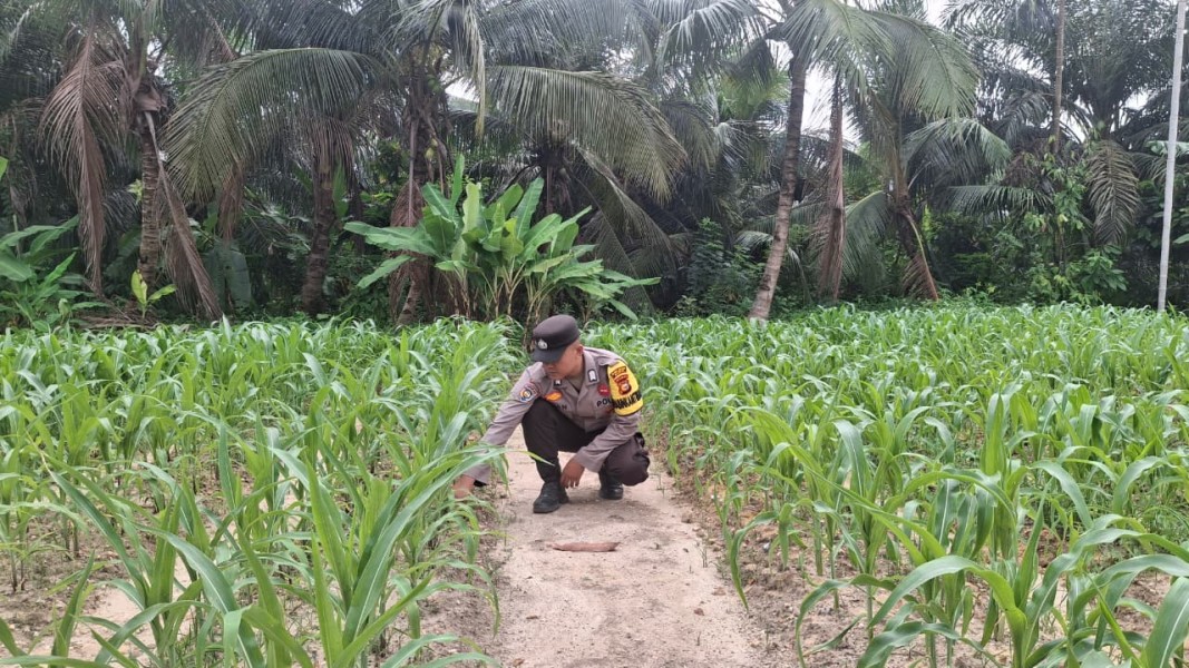 Bhabinkamtibmas Pantau Perkembangan Jagung Pipil di Minas, Tanaman Usia 19 Hari Tumbuh Subur