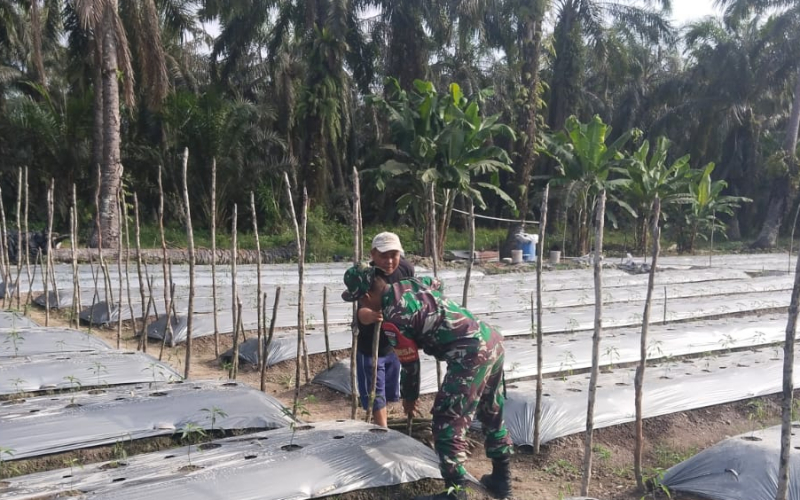 Sertu Muh Ali Mustafa Ajak Warga Cegah Karhutla Melalui Pendampingan Pertanian di Basilam Baru