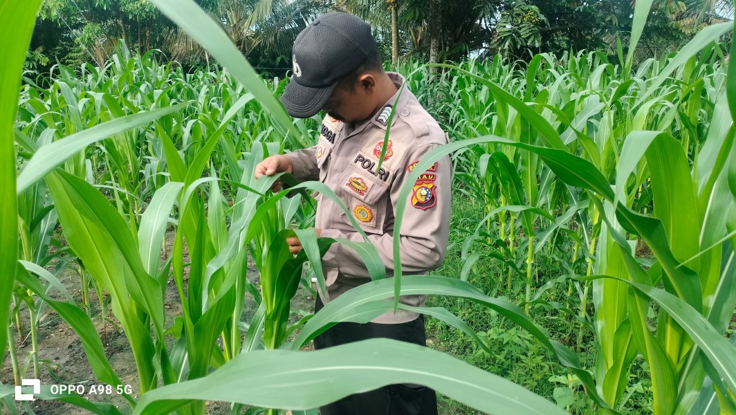 Polsek Minas Pantau Program Ketahanan Pangan Jagung Pipil di Minas Jaya, Tanaman Tumbuh Subur