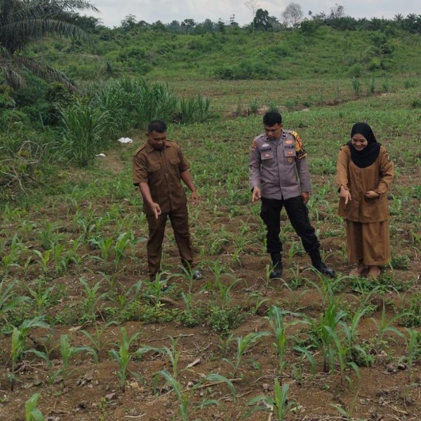 Polisi Cinta Petani Polsek Bangkinang Barat Melakukan Pengecekan Tanaman Jagung Pipil WujudKan Program Asta Cita