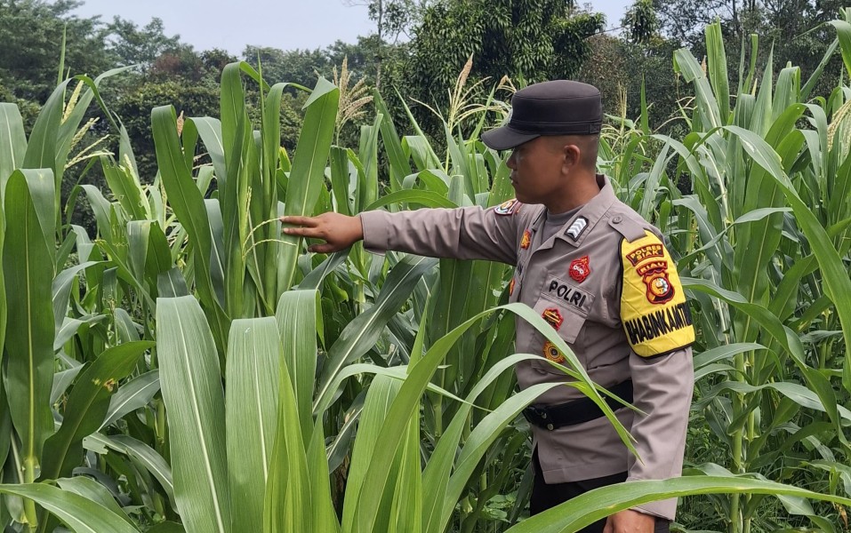 Bhabinkamtibmas Cek Perkembangan Jagung Program Ketahanan Pangan di Minas Jaya, Usia Tanam 52 Hari