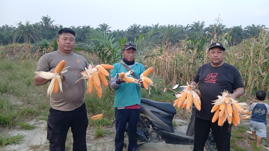 Polsek Minas Panen Jagung Pipil Kuartal II, Dukung Ketahanan Pangan Nasional