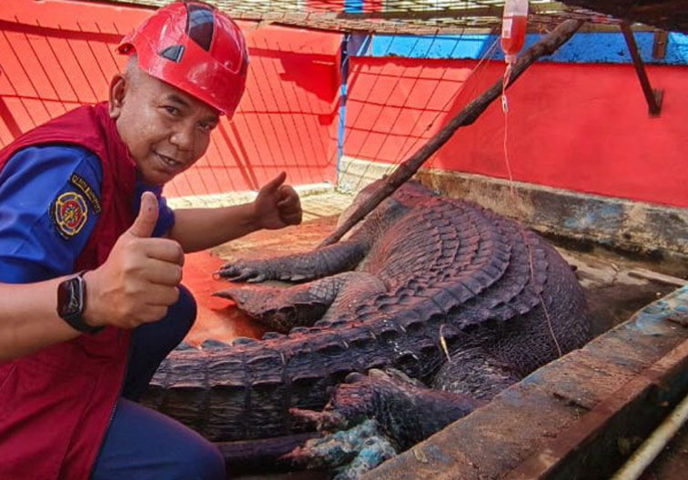 Si Undan Tak Tertolong, Buaya Raksasa Inhil Mati