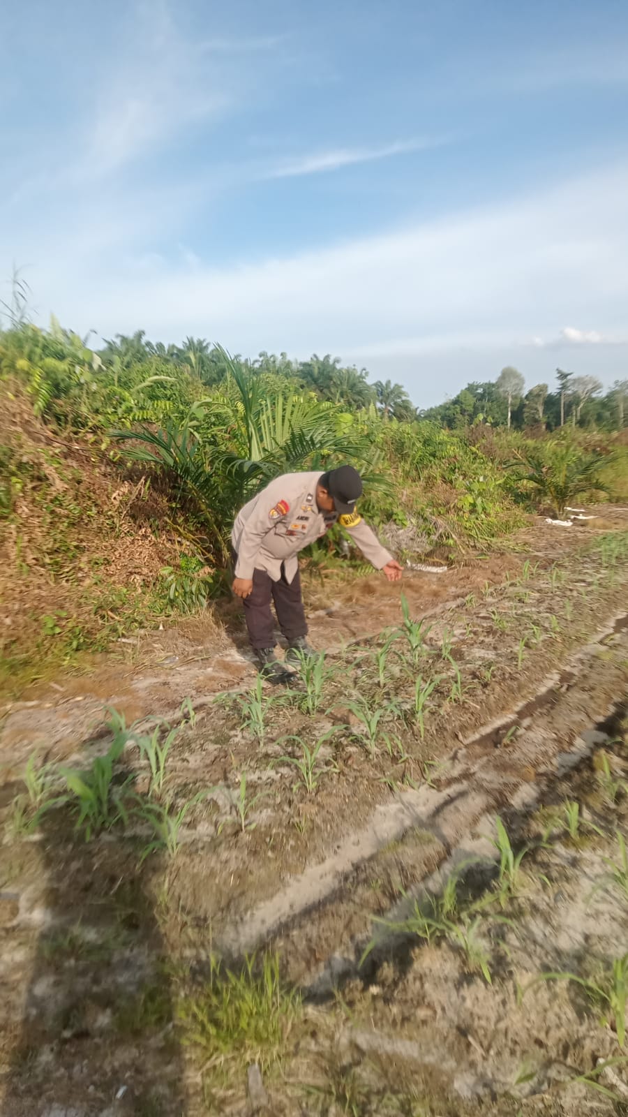 Bhabinkamtibmas Cek Perkembangan Program Ketahanan Pangan Jagung Pipil di Kampung Mandiangin, Tanaman Tumbuh Baik di Usia 22 Hari