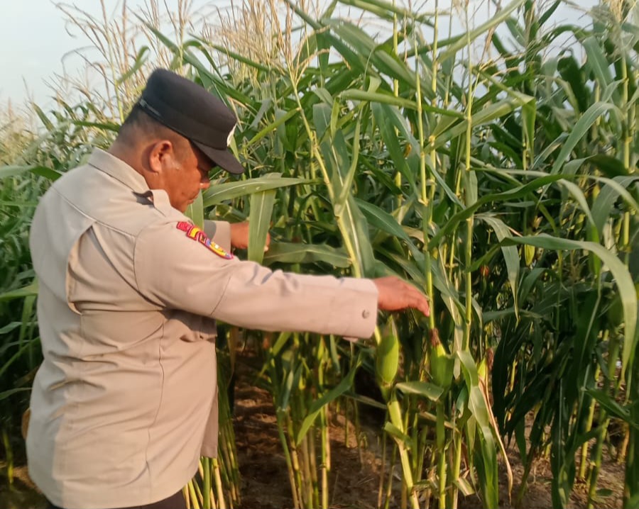 Polsek Minas Pantau Perkembangan Jagung Program Ketahanan Pangan Nasional, Tanaman Capai Usia 95 Hari