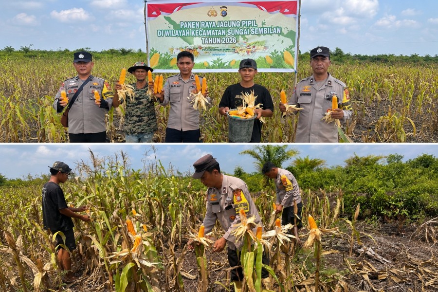 Panen Jagung 1,2 Ton, Ketahanan Pangan di Dumai Menguat