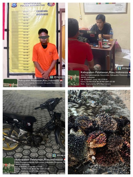 Mahasiswa Nekat Curi Sawit, Polisi Bertindak Cepat Amankan Pelaku di Kerumutan