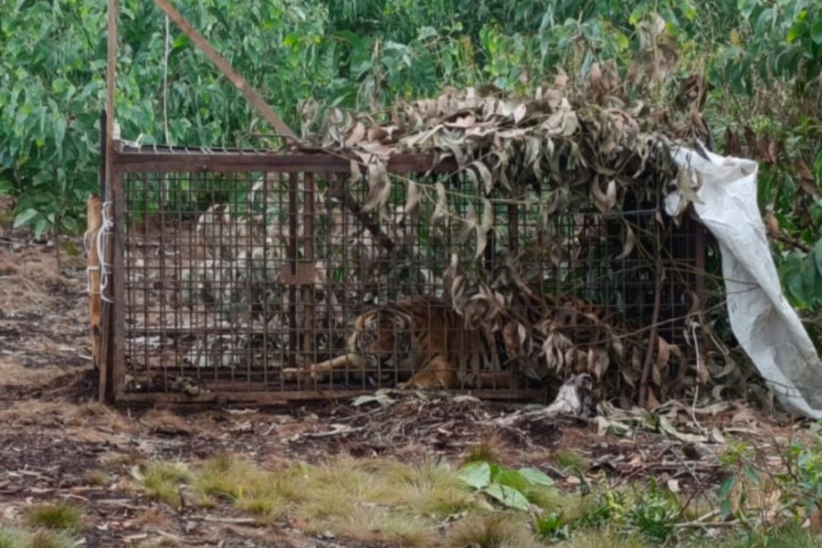 Alhamdulillah, BBKSDA Riau Sudah Tangkap Harimau Pemangsa Pekerja di Pelalawan