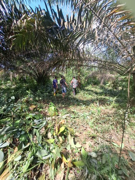 Koptu L. Sigalingging Laksanakan Patroli Karhutla di Kuala Gasib, Situasi Aman dan Nihil Titik Api