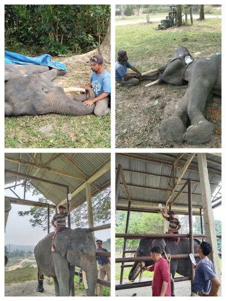 Duka Konservasi Riau, Gajah Binaan PLG Minas Diego Meregang Nyawa Usai Jalani Perawatan Intensif