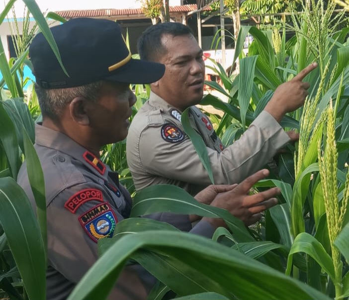 Polsek Minas Cek Perkembangan Jagung Pipil Usia 70 Hari, Tanaman Tumbuh Optimal