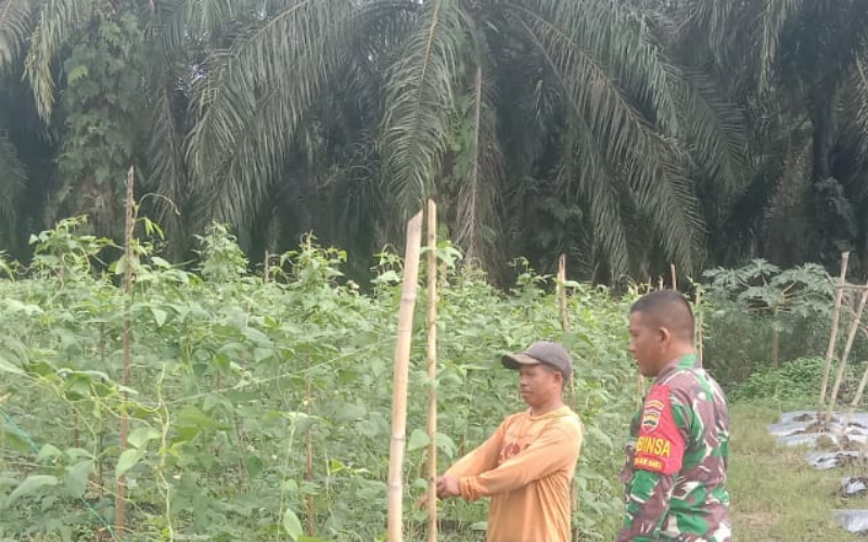 Melalui Babinsa Basilam Baru, Upaya TNI dalam Mendukung Ketahanan Pangan