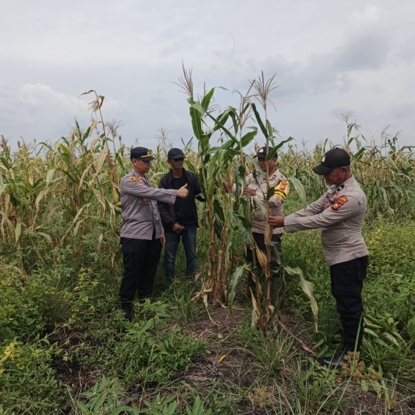 Kapolsek Kuala Kampar Tinjau Lahan Jagung 15 Ha Poktan Senang Jaya, Dukung Ketahanan Pangan di Desa Sungai Solok