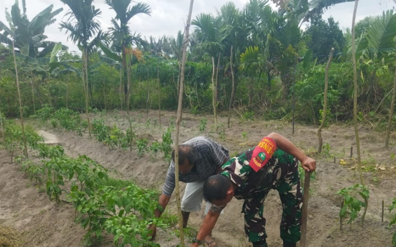 Babinsa Ratu Sima Patroli Karhutla dan Sosialisasi Cegah Banjir, Sambil Dampingi Petani Kacang Panjang