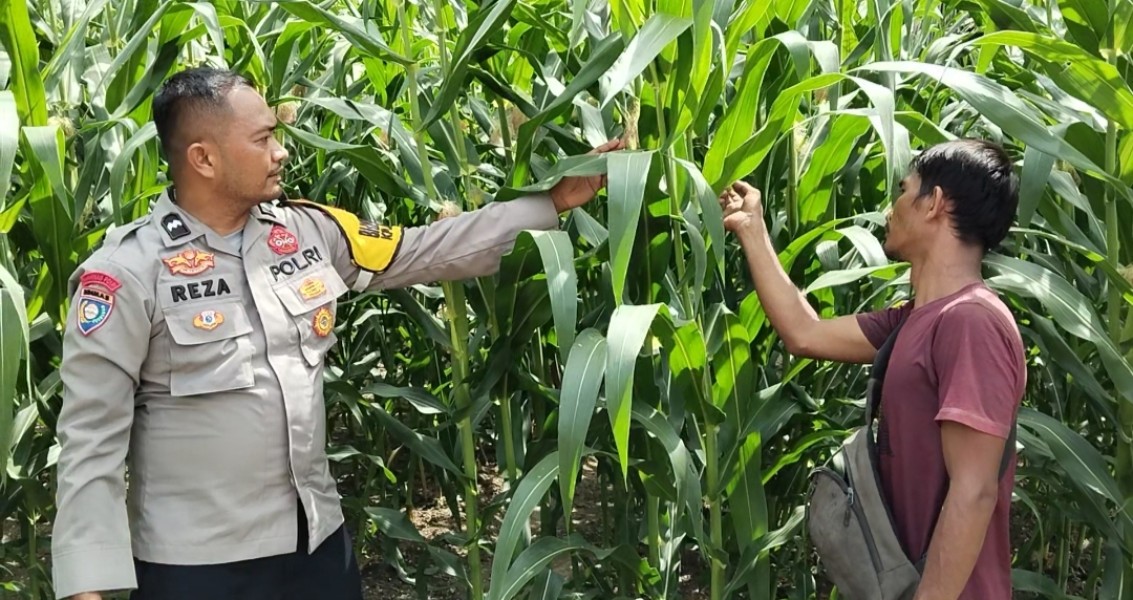 Polsek Minas Cek Perkembangan Jagung Pipil di Minas Barat, Dukung Program Ketahanan Pangan