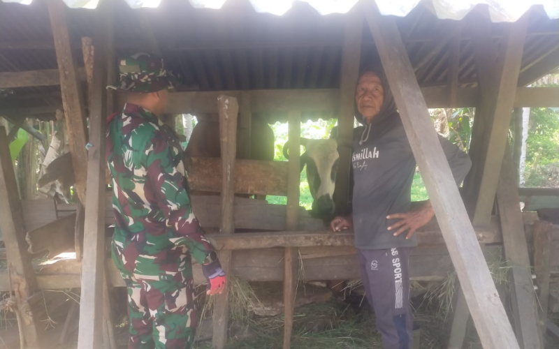 Babinsa Koramil 03 Cegah Wabah PMK, ini Edukasinya