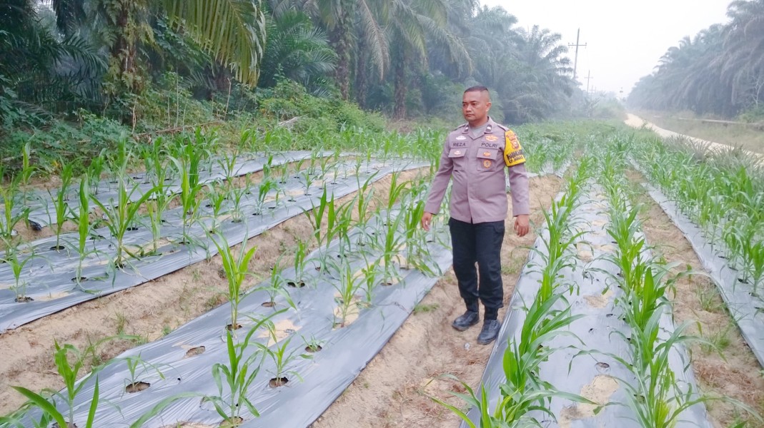 Program Ketahanan Pangan Nasional di Minas Timur Dipantau, Jagung Pipil Usia 39 Hari Tumbuh Baik