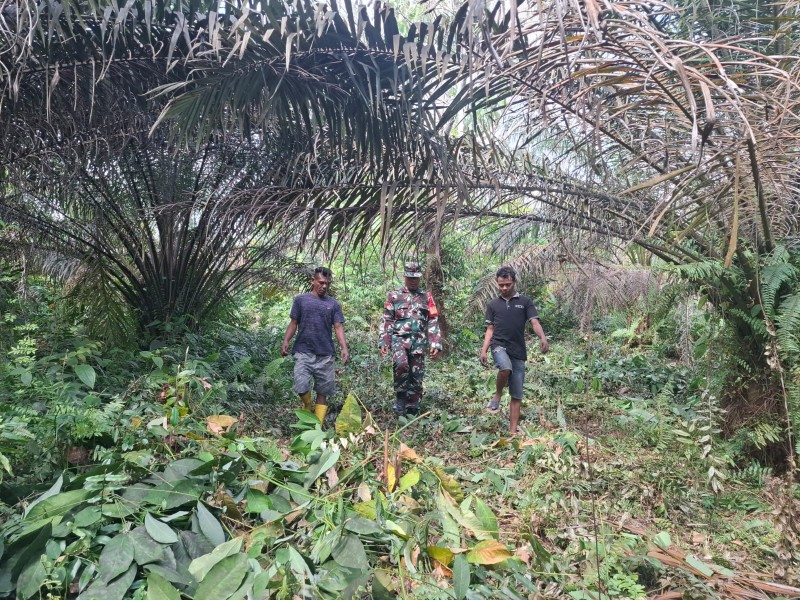 Babinsa Koptu L. Sigalingging Laksanakan Patroli Karhutla di Kampung Kuala Gasib