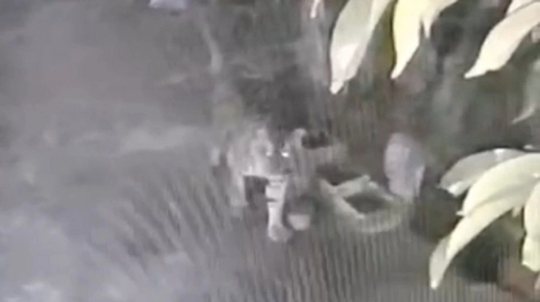 CCTV Warga Rekam Kemunculan Harimau Sumatera di Permukiman Desa Benteng Hulu Siak