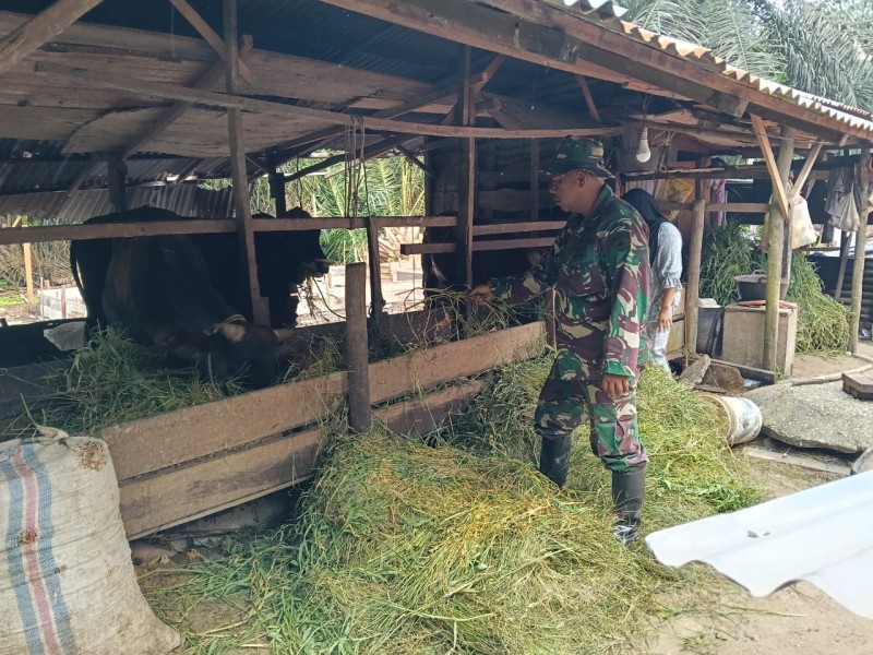 Babinsa Pelda Benriyadi Lakukan Pendataan dan Sosialisasi Pencegahan PMK di Lubuk Umbut