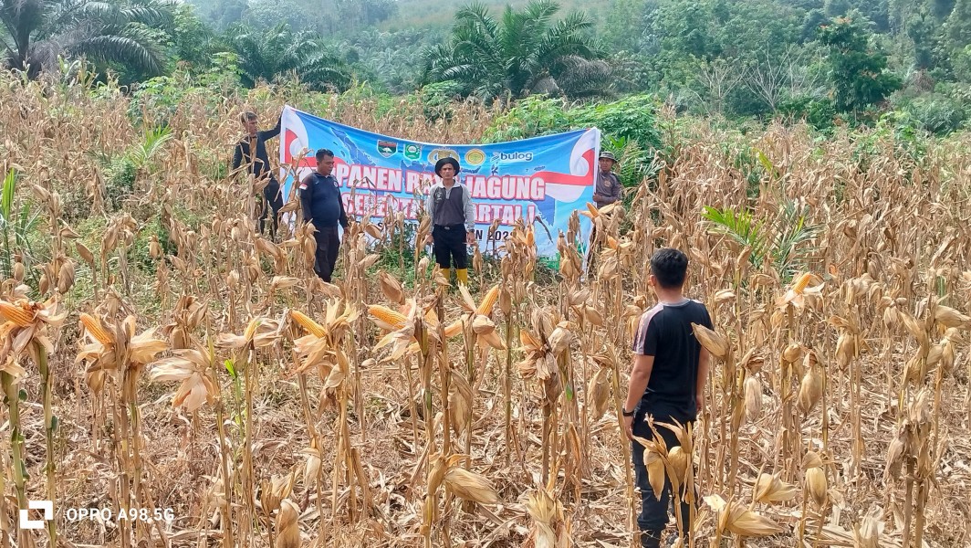 Polsek Minas Gotong Royong Bersihkan Lahan Jagung Jelang Panen Raya di Kampung Rantau Bertuah
