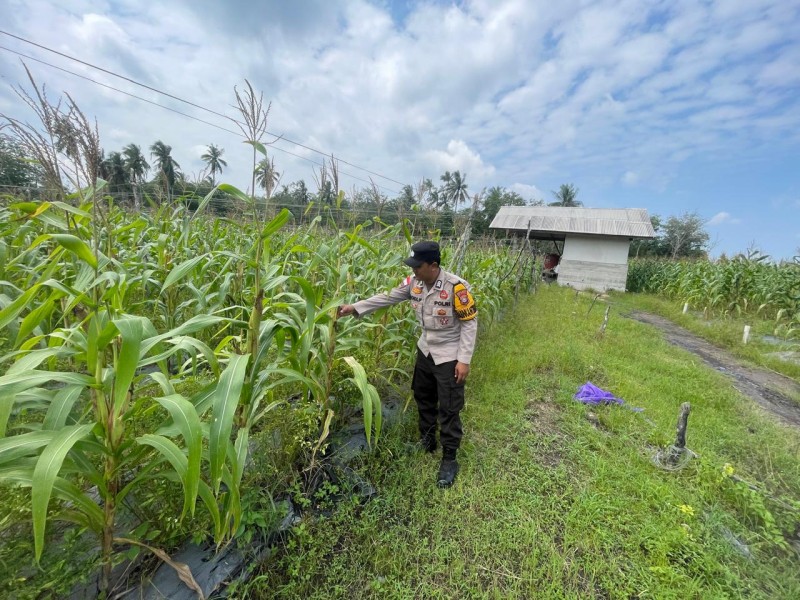 Polsek Tebing Tinggi Barat Monitoring Lahan Jagung Poktan Mantiasa Maju, Dukung Ketahanan Pangan Nasional