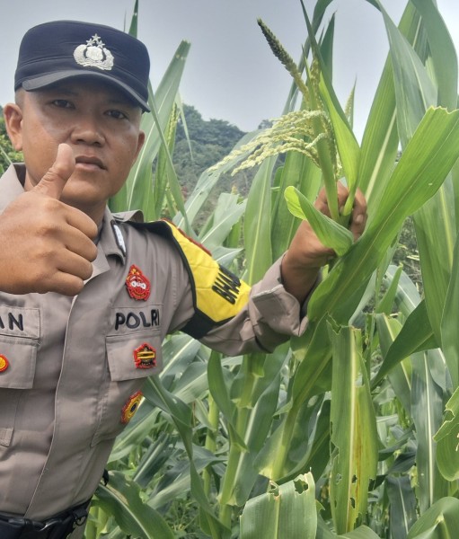 Bhabinkamtibmas Polsek Minas Cek Perkembangan Jagung Program Ketahanan Pangan Nasional di Kelurahan Minas Jaya