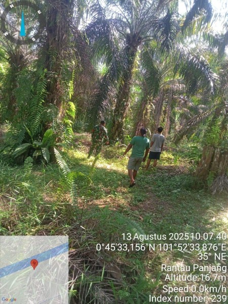 Babinsa Koramil 04/Perawang Sertu Rudy A. Panjaitan Gelar Patroli Karhutla di Koto Gasib, Nihil Titik Api