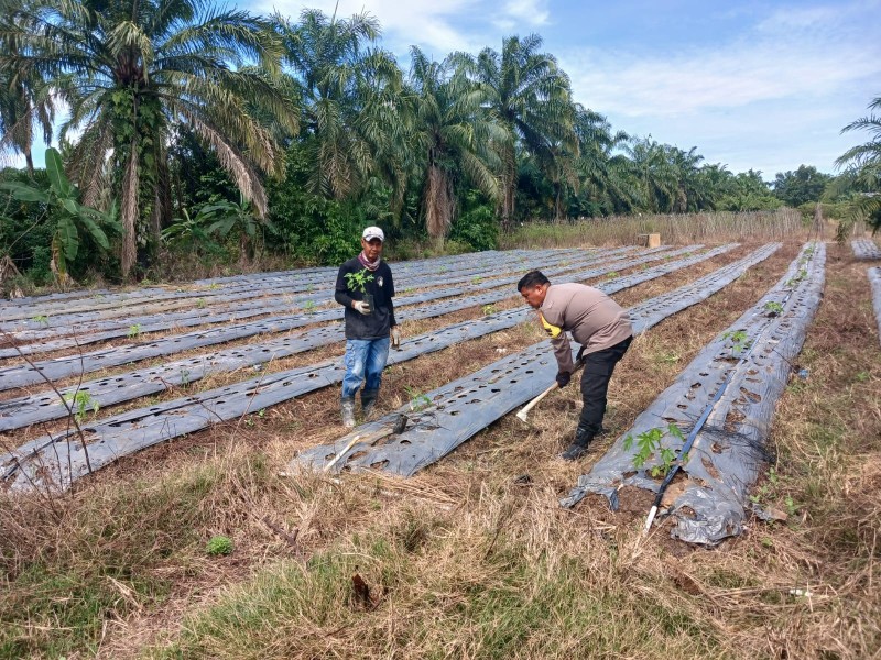 Bhabinkamtibmas Cek Lahan Pertanian di Sungai Sembilan